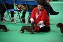 Crufts2011_2 909